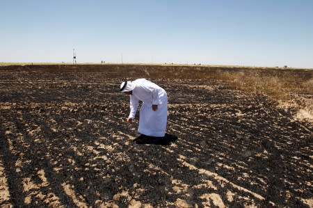 Farmer inspects wheat crops at his field, which were burned by fire in Alam area, east of Tikrit