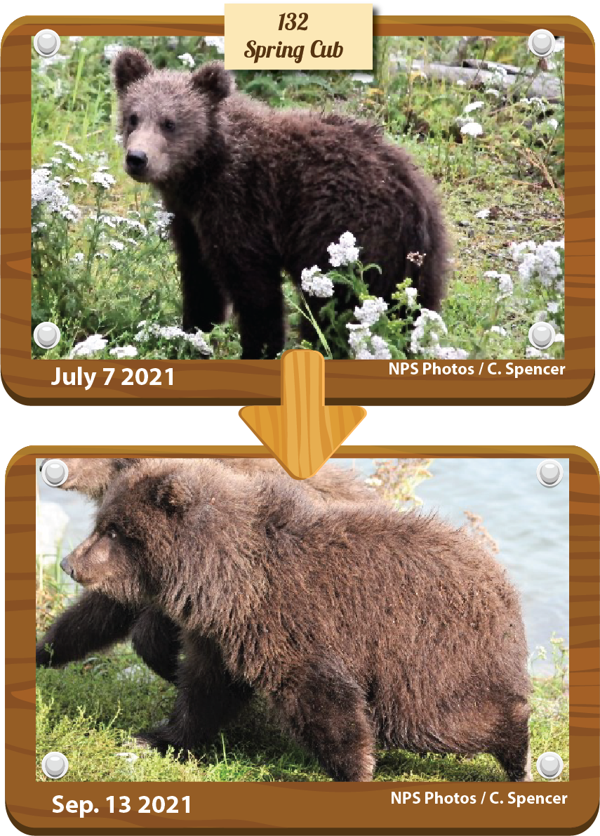 棕熊132是年僅9個月大的寶寶，7月初與母親一起來到布魯克斯河，待在下游捕魚，有時還會冒險接近人類居住地。