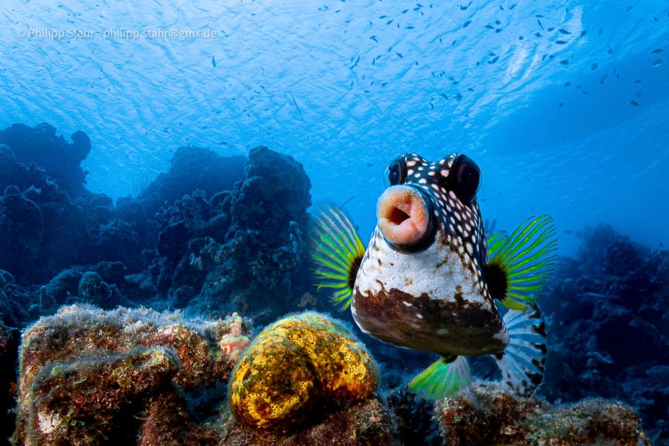 A boxfish with large pink lips swims in the ocean.