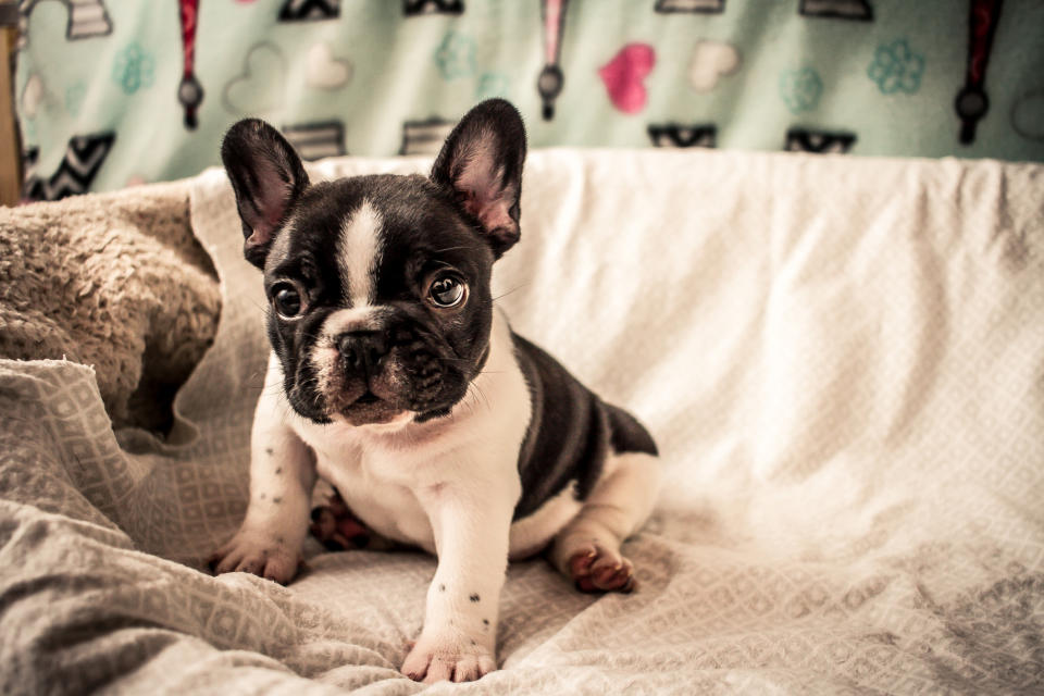 Photo shows a file photo of a French bulldog puppy.