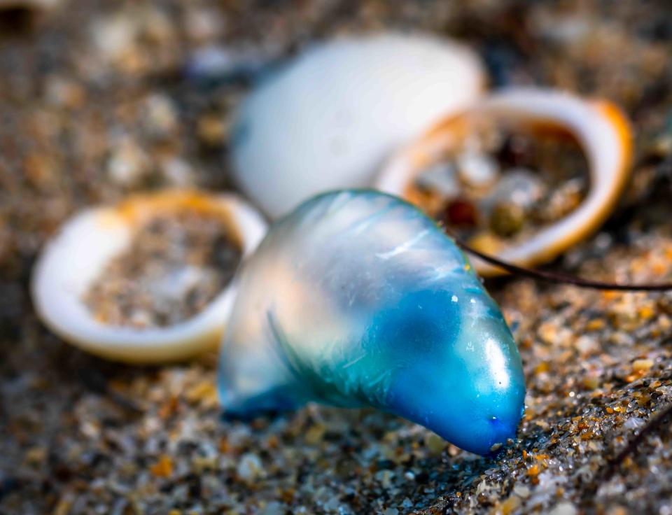 A man-o-war is washed up on Midtown Beach as high gusts blow in the from the east Monday morning.