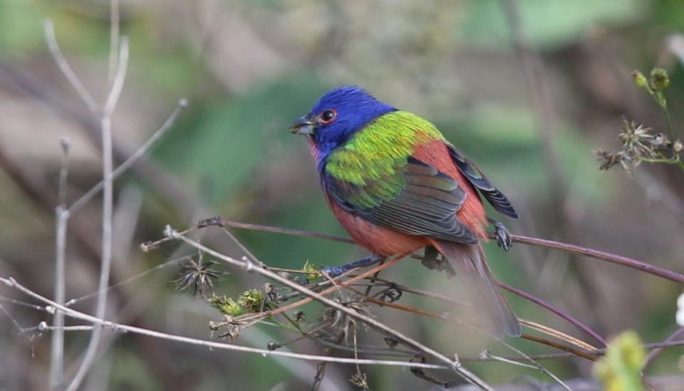 A painted bunting along with a host of migratory song birds including a northern parula, a blue headed vireo, a flycatcher and gnatcatchers were seen flitting through the foliage at Lakes Park in February last year.