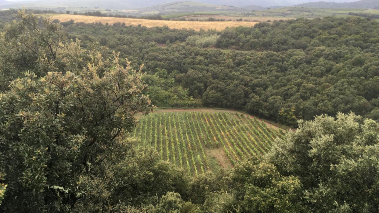  A photograph of a neat row of grapevines inside a circular depression that is actually an ancient meteor impact crater in France 