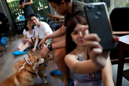 A woman takes a selfie with Corgi dogs at Corgi in the Garden cafe in Bangkok, Thailand, March 15, 2019. REUTERS/Soe Zeya Tun