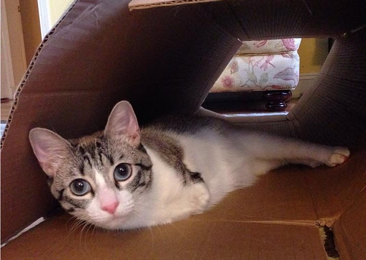 It’s this two-legged “bunny cat’s” birthday, and our hearts are full