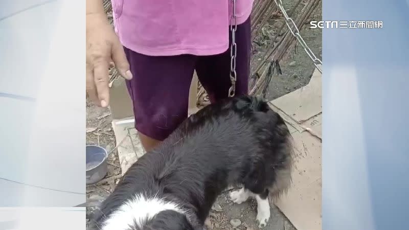 被噴漆的狗長得像品種犬，讓當事狗主人擔心申請結紮補助不會過。