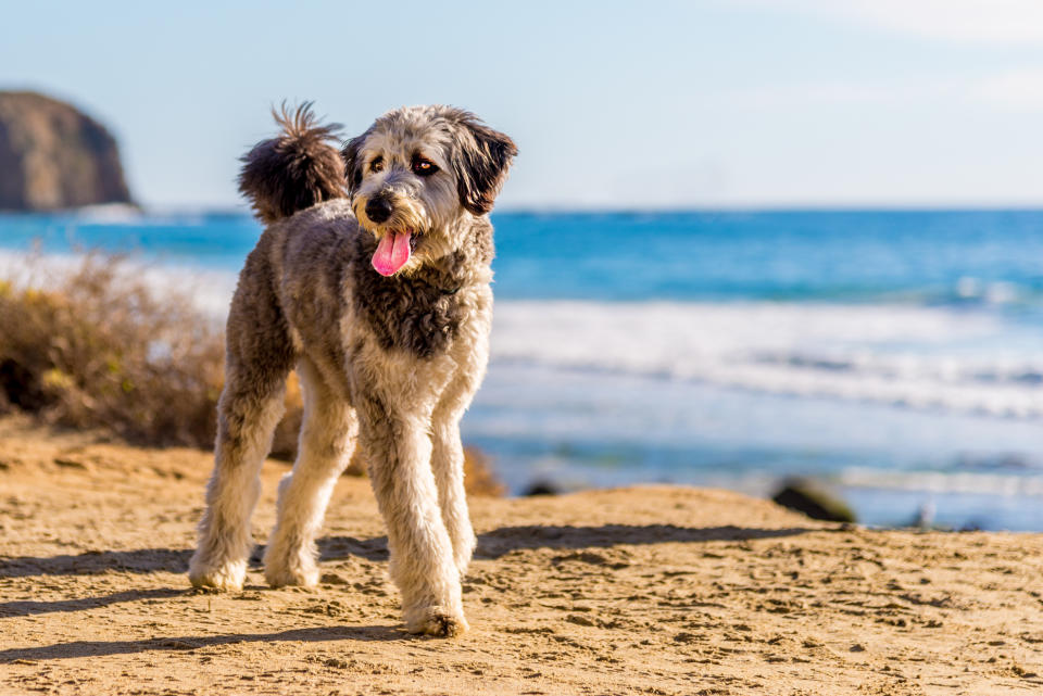 what are the different types of doodle dogs