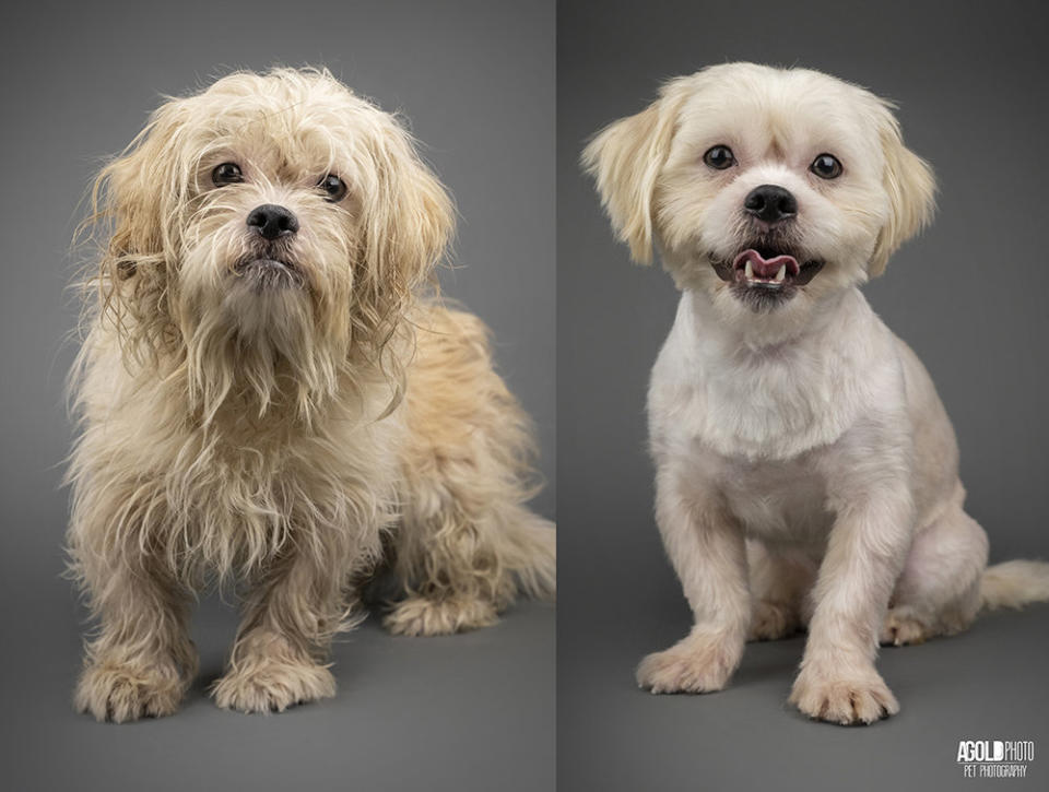 JoJo is a bit ill, but the&nbsp;The Humane Society of Tampa Bay is hopeful she will soon recover fully enough to go up for adoption. (Photo: Adam Goldberg/AGoldPhoto)