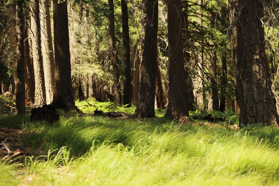 The lush undergrowth of the fir forest found at the highest elevation on Mount Graham. This area provides protection and habitat for the endangered Mount Graham red squirrel.