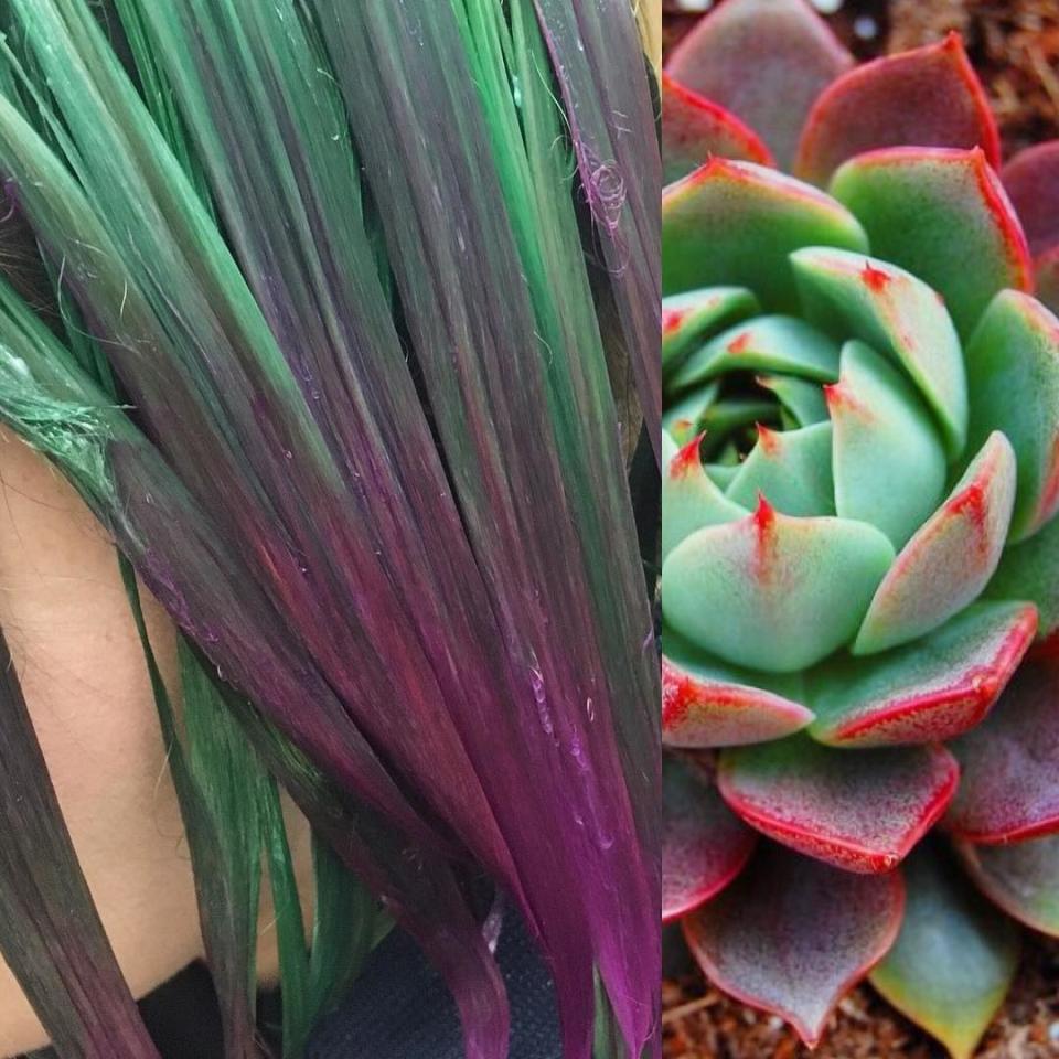 Hairstylists across the U.S. have been taking inspiration from the popular plant to create purple-and-green succulent hair colors and braids.