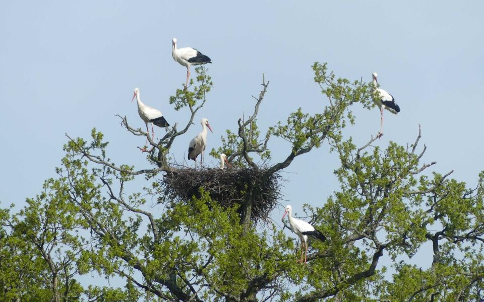 White storks recovery programme at Knepp