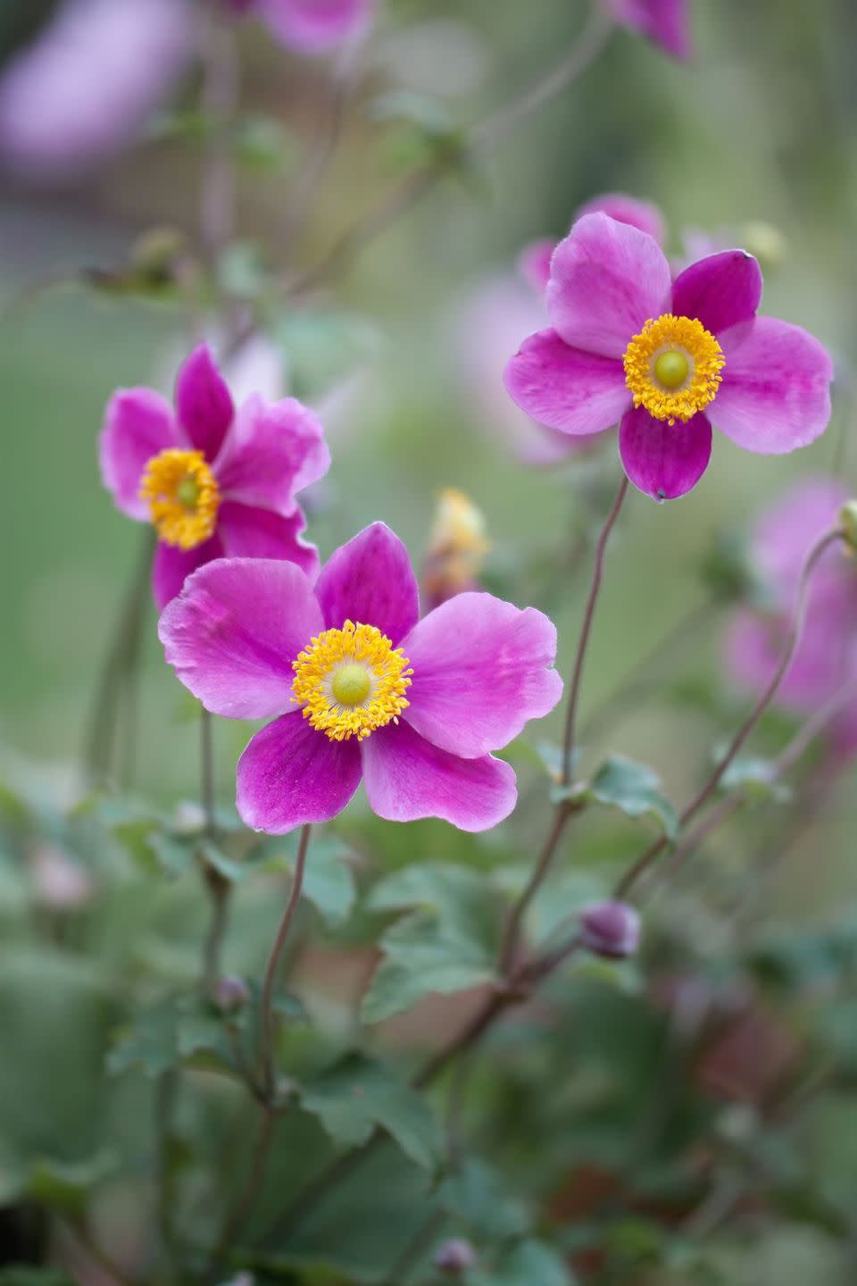 flower meanings, anemone 
