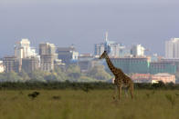 <strong>7e place - Nairobi (Kenya)</strong>. Les paisibles girafes et éléphants qui peuplent le National Park, situé à seulement 8 km de la capitale, ne semblent pas se douter du stress que connaissent les Nairobiens. Pour travailler 44 heures par semaine, ils sont obligés de subir des embouteillages monstrueux et de passer près de deux heures par jour dans les transports pour rejoindre ou traverser la mégapole. Parmi les autres facteurs d’angoisse des habitants de cette ville de la Corne de l’Afrique, on constate une criminalité en hausse : cambriolages, vols de voiture à main armée et kidnappings. ©<em>Getty Images</em>