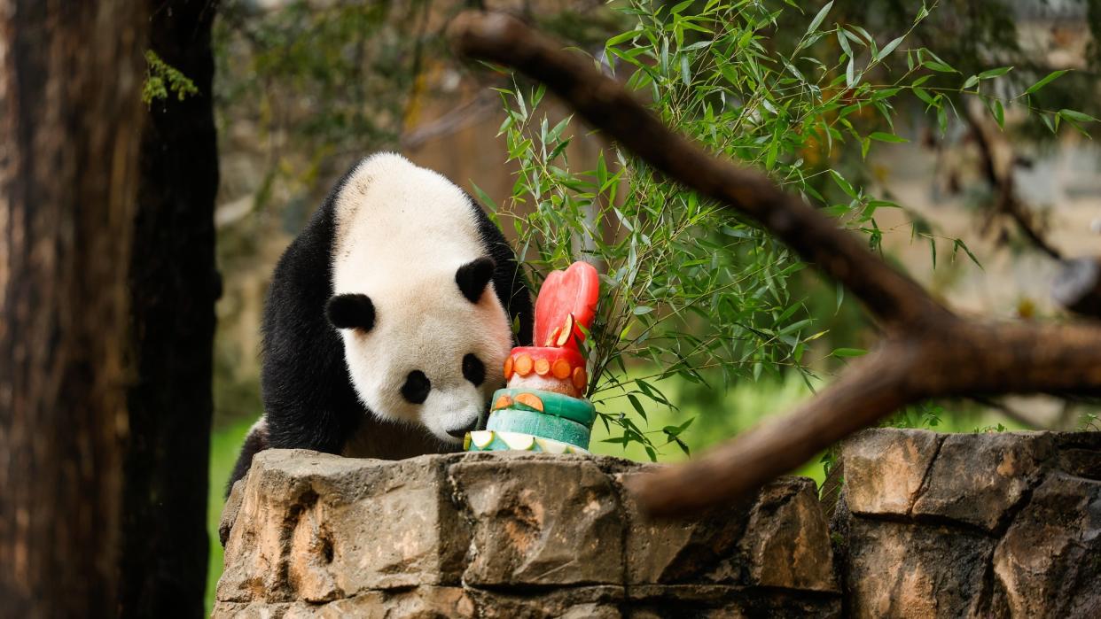  Male giant panda Xiao Qi Ji eats a frozen fruit cake in his enclosure during a 'Panda Palooza' event. 