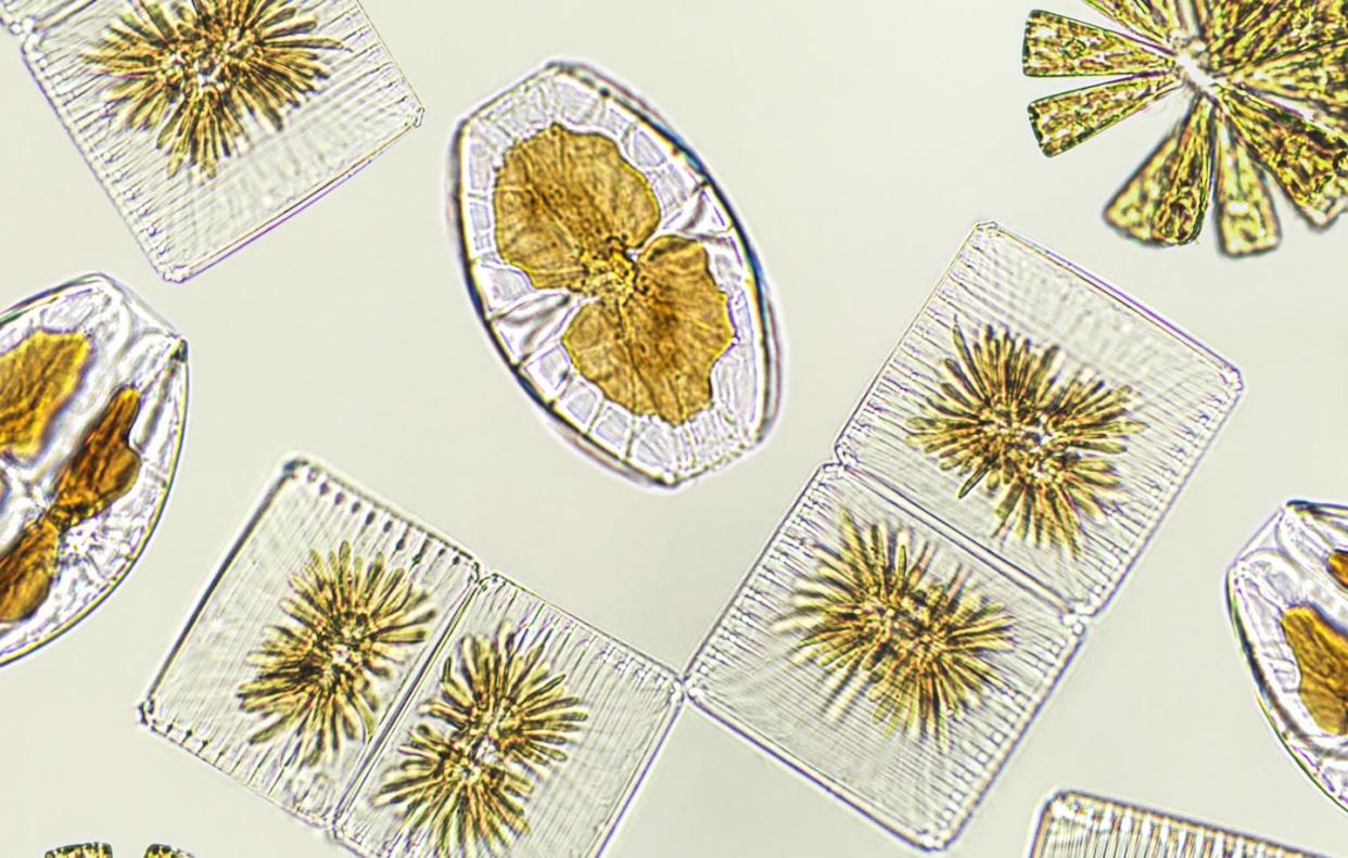 <a href="https://www.shutterstock.com/es/image-photo/diatoms-algae-under-microscopic-view-phytoplankton-2100233800" rel="nofollow noopener" target="_blank" data-ylk="slk:Elif Bayraktar/Shutterstock;elm:context_link;itc:0;sec:content-canvas" class="link ">Elif Bayraktar/Shutterstock</a>