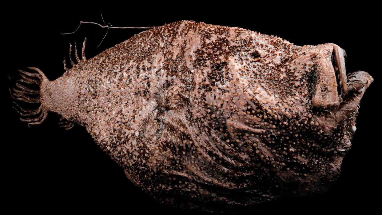  A deep sea anglerfish with brown-colored skin on a black background. 