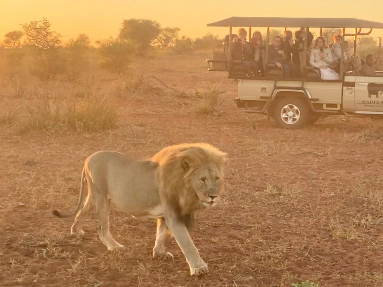 A lion in front of a vehicle full of people.