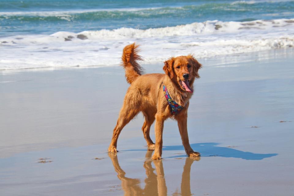 Canadian Golden Retriever on beach, tall, thin with darker, thinner coat