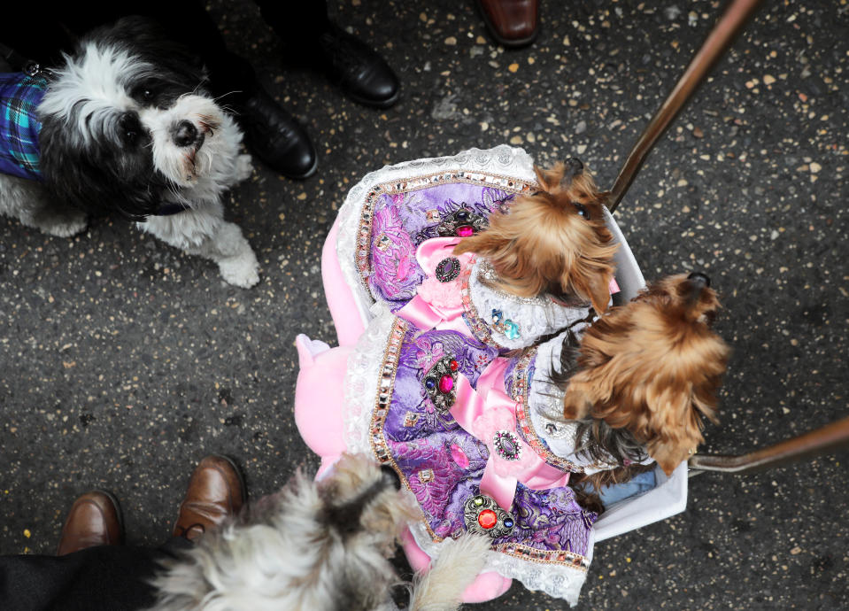 Dogs Tania and Sofia rest in their basket before being blessed by a priest as pet owners bring their animals to be blessed every year on the day of Spain’s patron saint of animals, Saint Anthony, outside San Anton church in Madrid, Jan. 17, 2019. (Photo: Sergio Perez/Reuters)