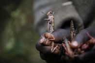 A boy holds locusts he has caught to be sold as poultry feed to a local vendor in Elburgon, in Nakuru county, Kenya Wednesday, March 17, 2021. It's the beginning of the planting season in Kenya, but delayed rains have brought a small amount of optimism in the fight against the locusts, which pose an unprecedented risk to agriculture-based livelihoods and food security in the already fragile Horn of Africa region, as without rainfall the swarms will not breed. (AP Photo/Brian Inganga)