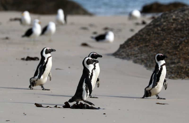 Group of endangered African penguins walk across Seaforth Beach, near Cape Town