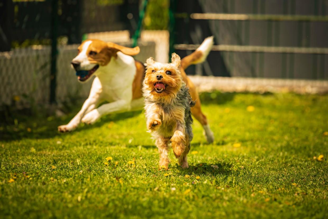 Cute Yorkshire Terrier dog and beagle dog chese each other in backyard. Running and jumping with toy towards camera.