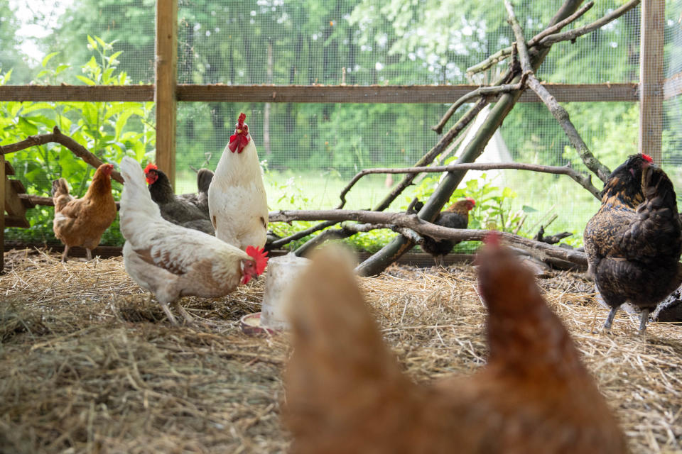 Paige Waggoner has been raising chickens for the past three years at her house in Louisville.