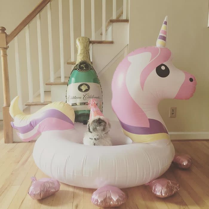<p>¿Te encanta este inflable de unicornio? Habrá que pedirle permiso a este amigo peludo a ver si lo comparte. Foto: Instagram.com/dieselrainbowmagic </p>