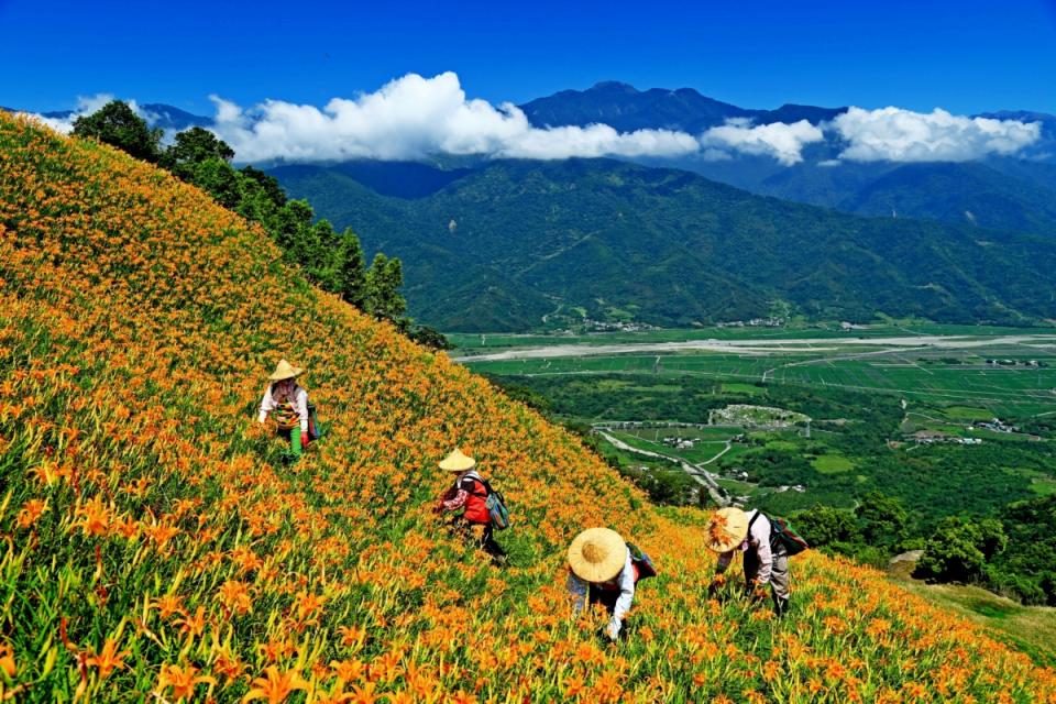 花蓮六十石山金針花季。(資料照)   圖：花蓮縣政府/提供