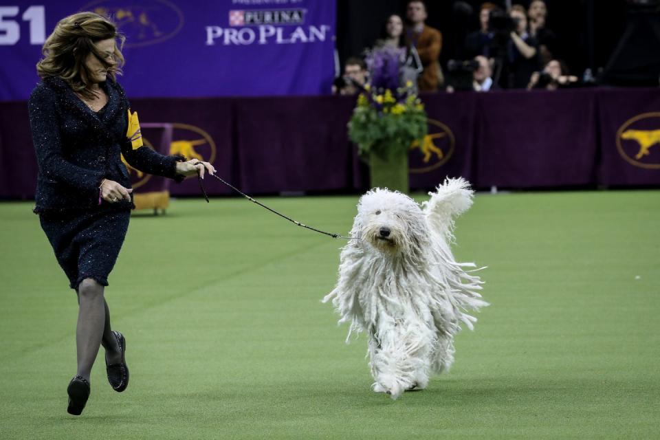 Komondor