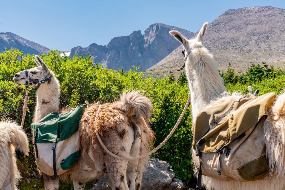 Lamas und ihre Lasten