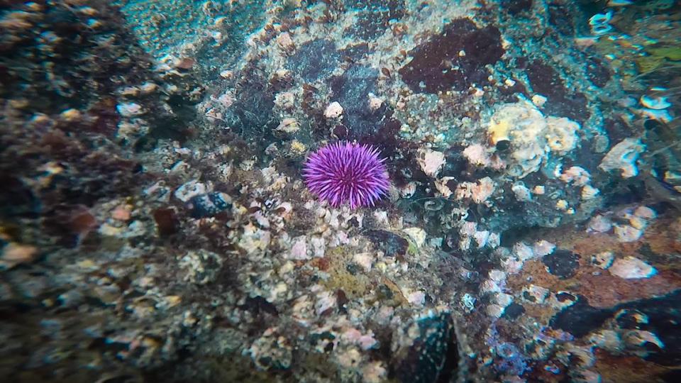 A purple sea urchin clings to a rock in Morro Bay.