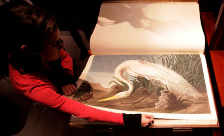 A Sotheby's employee turns a page of John James Audubon's "Birds of America", at Sotheby's in London December 6, 2010. REUTERS/Suzanne Plunkett/File Photo