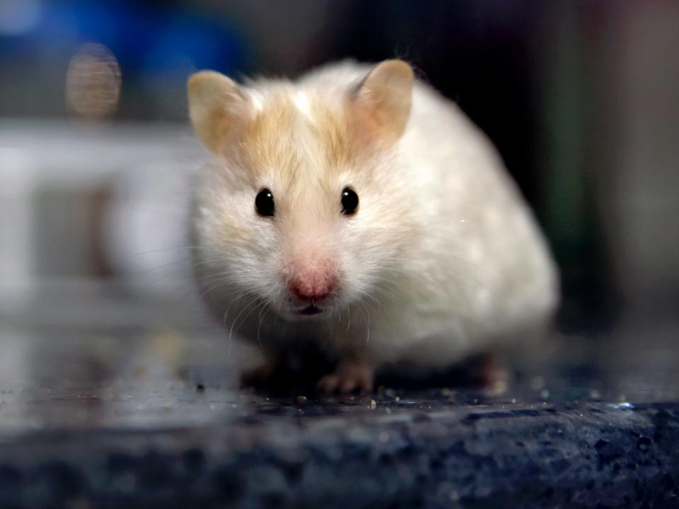 An image of a Syrian hamster looking at the camera.