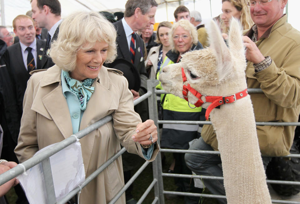 The Duchess of Cornwall Visits the Royal Cornwall Show