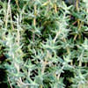 thyme