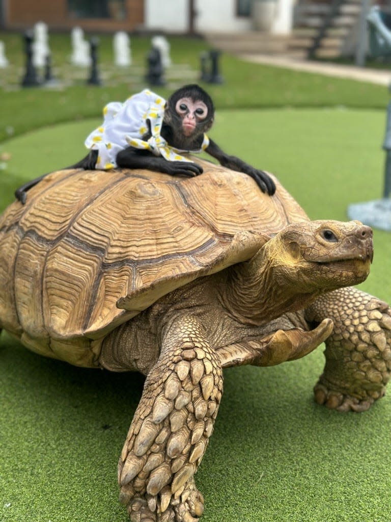 Moglie the spider monkey and Lorenzo the tortoise. They live in Dallas, Texas with their owner, Gabriel Fernandez.