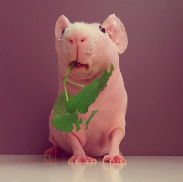 Ludwik es un conejillo de indias que, al no tener pelo, se denomina también “skinny pig”. Su humana, que le adora, le ha abierto su propia cuenta de Instagram (Ludwik_Guinea_Pig) y ya tiene más de 20.000 seguidores. Casi a diario, el pequeño Lud posa junto a sus verduras favoritas pero también luciendo vestidos u objetos a su medida. Es, sin duda, la criatura más adorable y extraña que verás hoy así que disfrútalo, ¡yo no puedo parar de observarle!