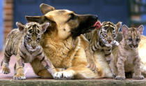 A German Shephard dog known as 'Pepper' sits with two endangered Bengal Tiger cubs and a Cougar cub (R). A vet Zammit took the orphaned cubs into his care after their mothers rejected them as a result of recent heavy rains scaring them into focusing on their own survival. The vet's dog then stepped in to help them with supervising their cleaning and toilet training.