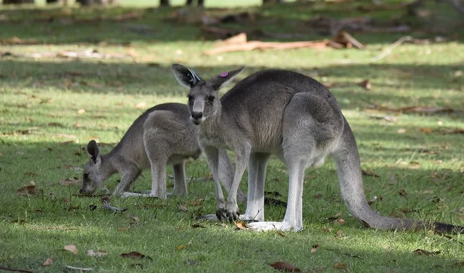 澳洲有1名女子騎乘越野車撞到袋鼠，當場重傷昏迷。（示意圖／翻攝自Pixabay）