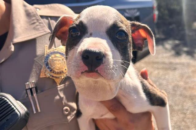 <p>Arizona Department of Public Safety</p> The rescued puppy has now been placed in a foster home