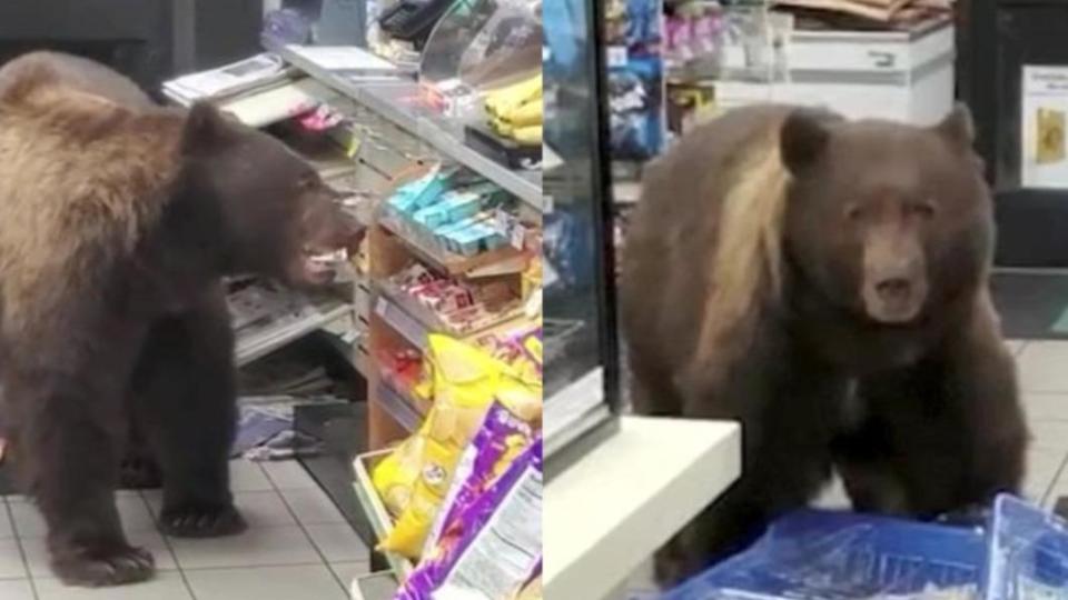 不過超商店員金森也大讚棕熊是名有禮貌的顧客。（圖／翻攝自《每日郵報》）