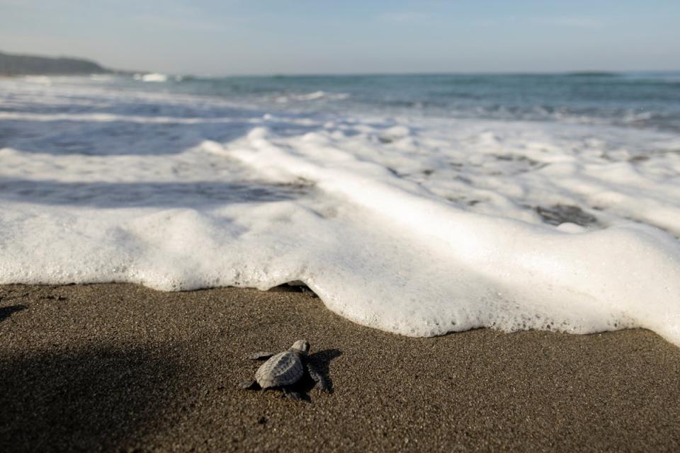 An olive ridley sea turtle on its way to the sea in San Juan (Reuters)