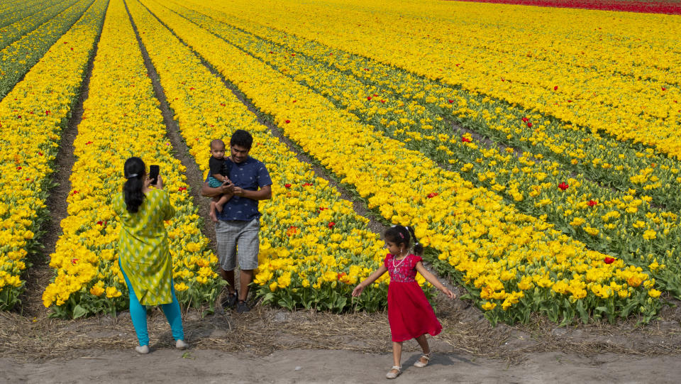 A family takes images in a field of tulips next to the main road in Lisse, Netherlands, Sunday, April 12, 2020. The Easter weekend normally draws large numbers of tourists, but all non-essential traffic was prevented from entering small roads in the tulip fields as part of measures to enforce social distancing and curb the spread of the coronavirus. For most people, the new coronavirus causes only mild or moderate symptoms, such as fever and cough. For some, especially older adults and people with existing health problems, it can cause more severe illness, including pneumonia. (AP Photo/Peter Dejong)
