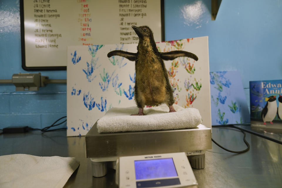The newest member of Shedd Aquarium's penguin population, a southern rockhopper chick who hatched on June 16, is weighed during a daily wellness exam, Thursday, July 13, 2023, in Chicago. The chick's parents, Edward and Annie, became famous in 2020 as part of the aquarium's "field trips," where penguins would visit locations such as the nearby Field Museum and Soldier Field while the aquarium was closed during the pandemic. (AP Photo/Erin Hooley)