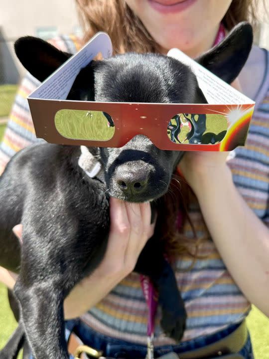 Dogs and staff at the Kansas Humane Society in Wichita during the eclipse (Courtesy: Kansas Humane Society)