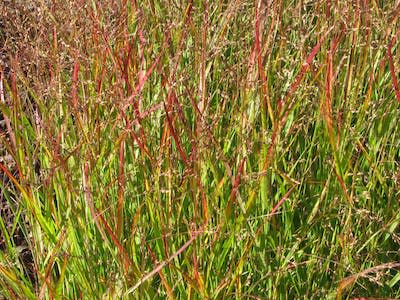 Switchgrass is native to the U.S. Northeast. It grows very upright, can tolerate dry soil and drought, and produces seeds that are a good winter food source for birds. <a href="https://extension.unh.edu/blog/2021/02/what-are-some-best-native-ornamental-grasses-landscapes" rel="nofollow noopener" target="_blank" data-ylk="slk:Peganum via University of New Hampshire Extension;elm:context_link;itc:0;sec:content-canvas" class="link ">Peganum via University of New Hampshire Extension</a>, <a href="http://creativecommons.org/licenses/by-sa/4.0/" rel="nofollow noopener" target="_blank" data-ylk="slk:CC BY-SA;elm:context_link;itc:0;sec:content-canvas" class="link ">CC BY-SA</a>