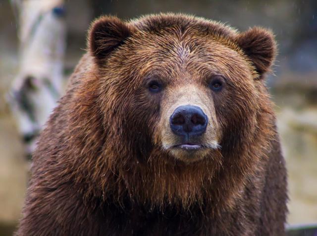 Un ours brun s'invite dans une habitation du Connecticut, ce que révèlent  les images est digne d'un dessin animé