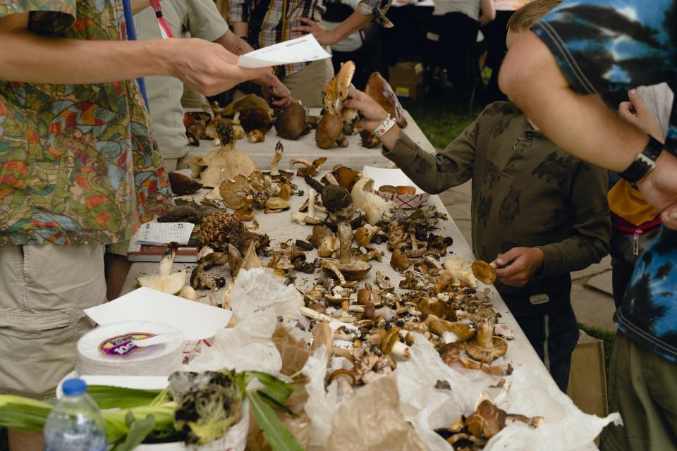 Foragers were encouraged to stop by the ID table to have their findings classified. The tables became a kind of museum for curious locals as the week went on.