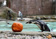 <p>A Humboldt Penguin investigates a carved pumpkin at a Halloween event at ZSL London Zoo, London, Britain, Oct. 26, 2017. (Photo: Mary Turner/Reuters) </p>